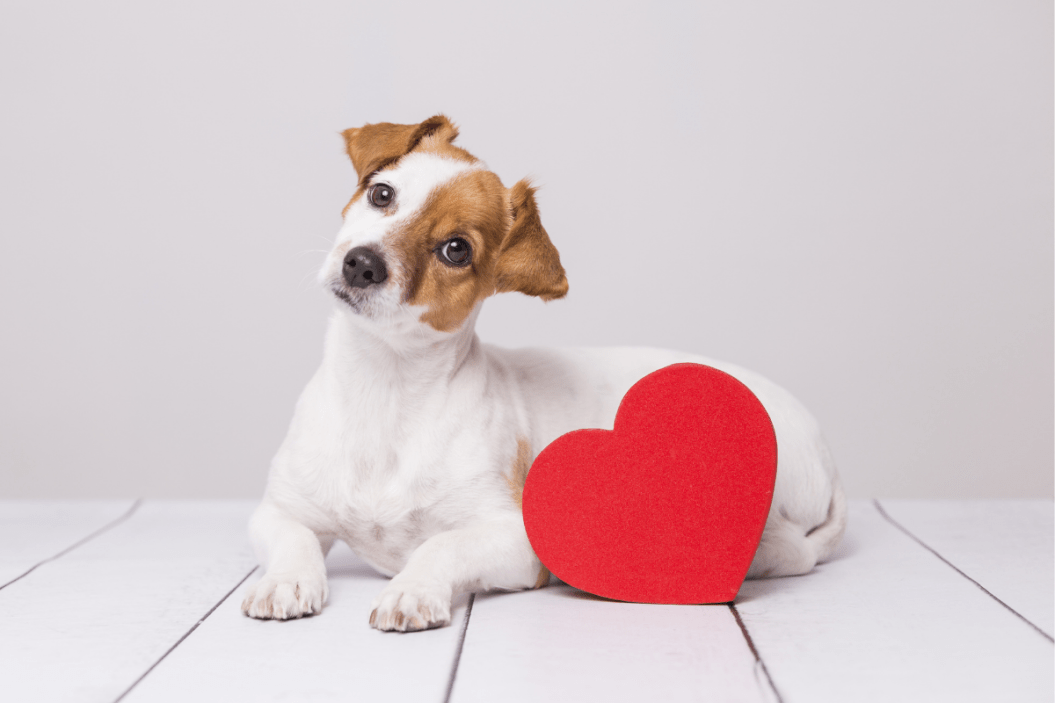 Pets on Valentine's Day