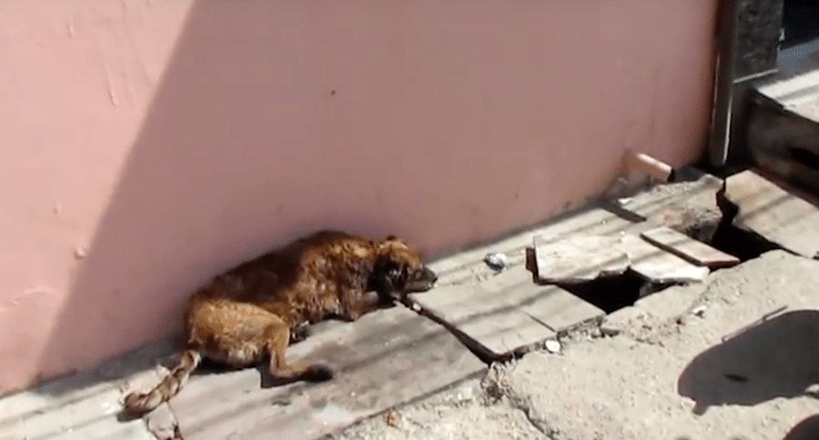 sick stray dog
