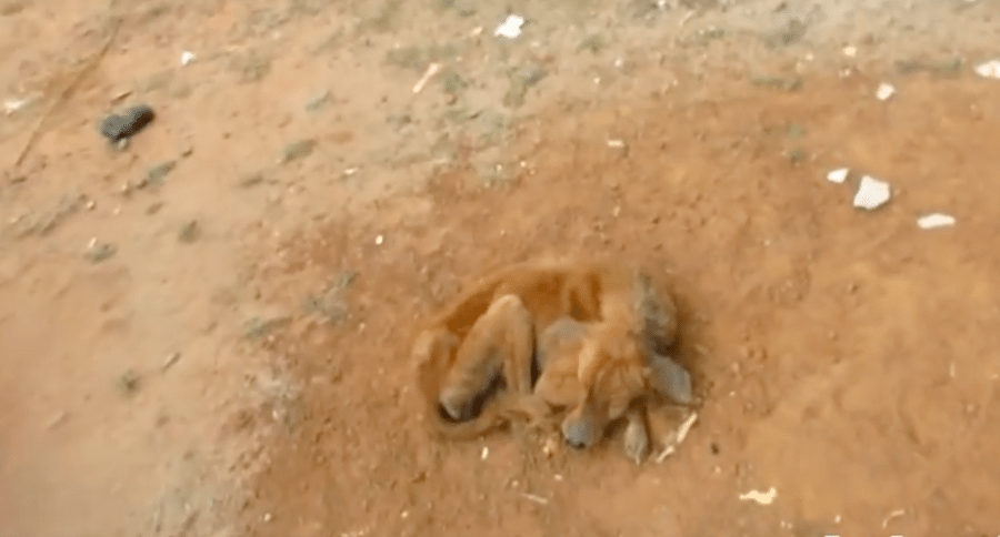 starving dog