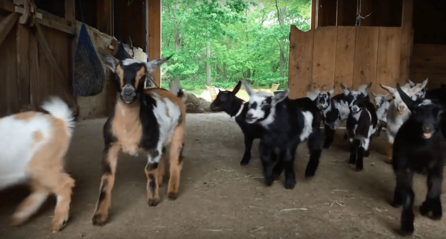 baby goat herd