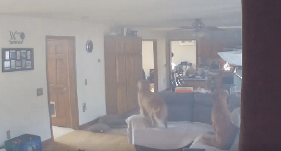 dogs in house fire