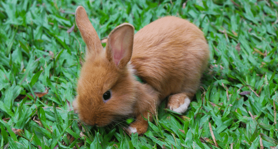 rabbit