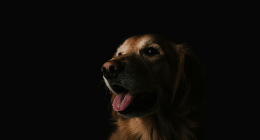 dog