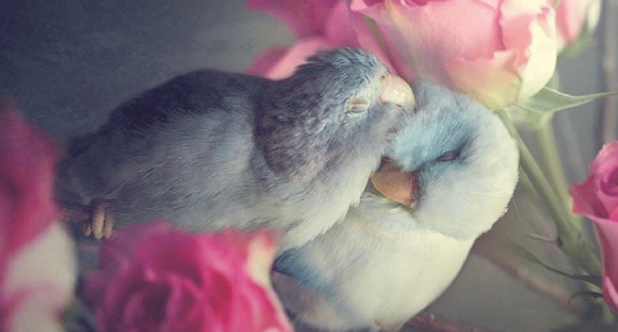 love birds