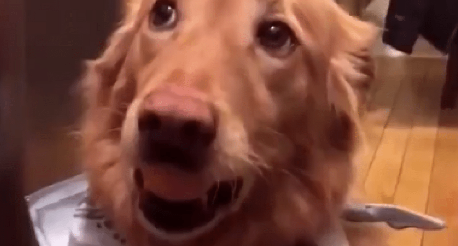 dog egg challenge