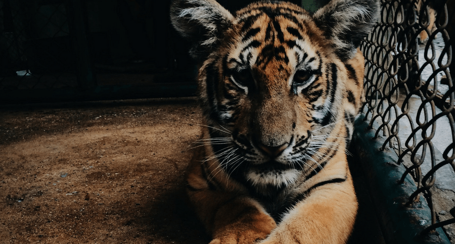 tiger