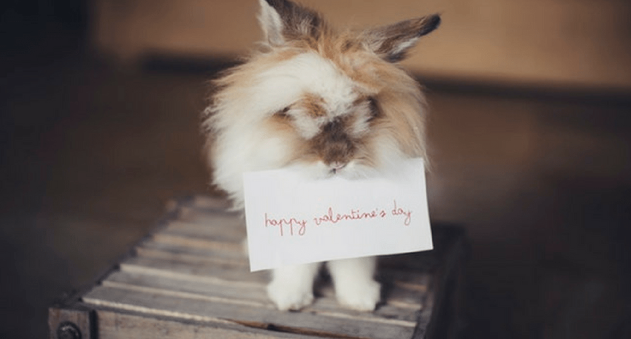 pet valentine