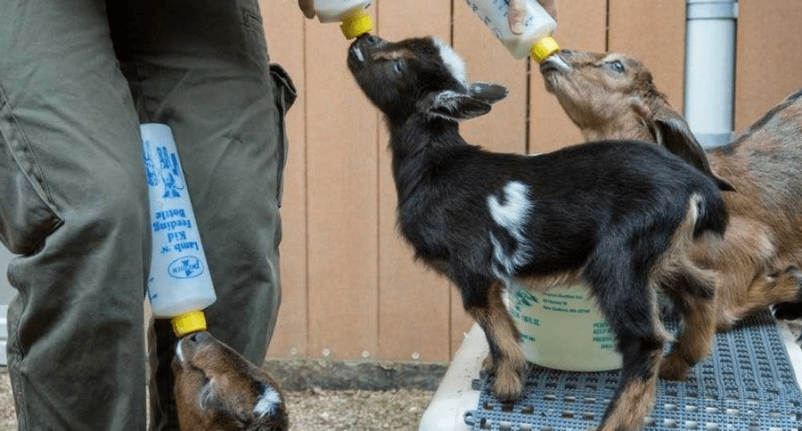 baby goats