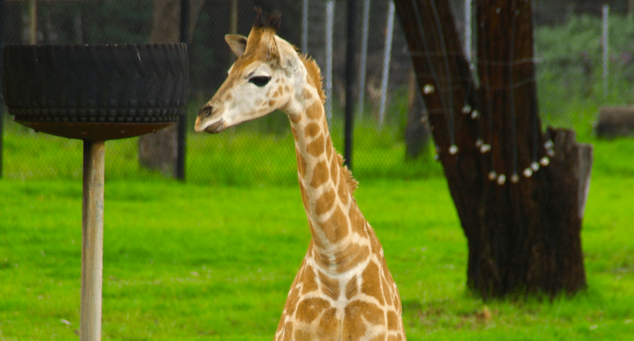 baby giraffe