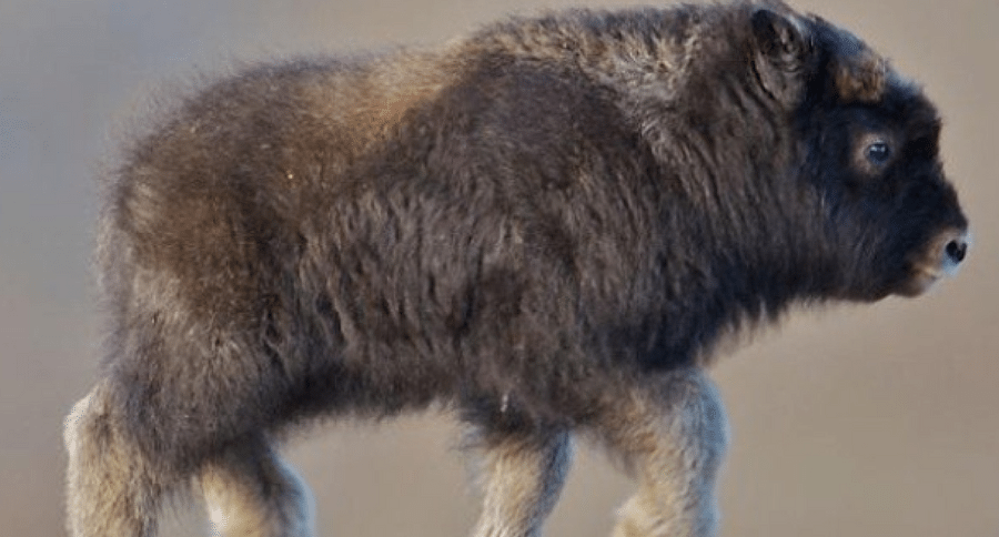 baby musk ox