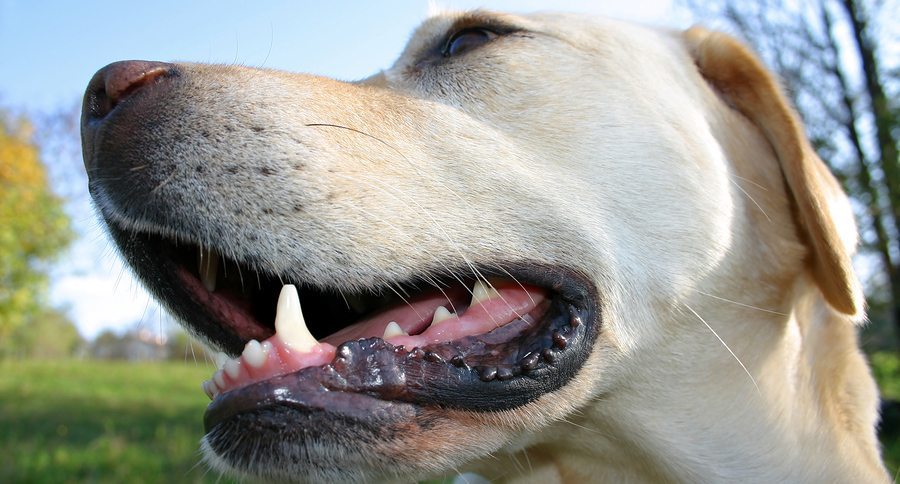 happy labrador retriever portrait, wide angle