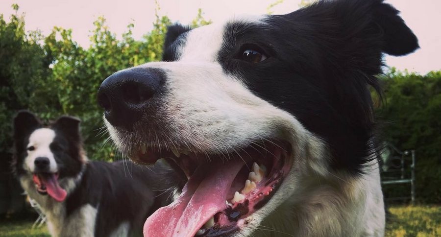 Border Collies