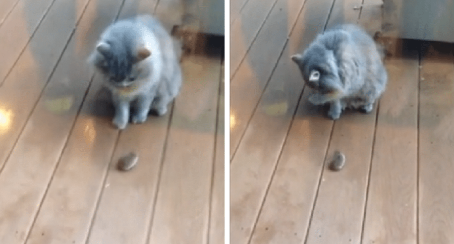 cat and mouse
