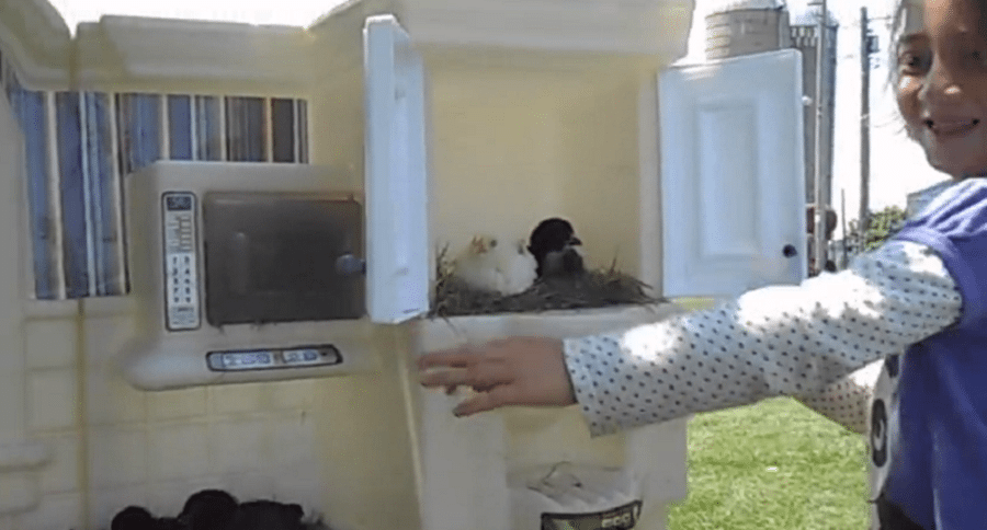 Play Chicken Coop