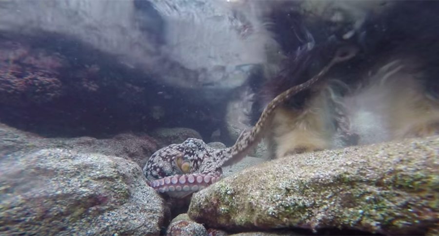 dog and octopus