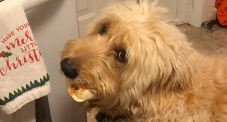 dog
