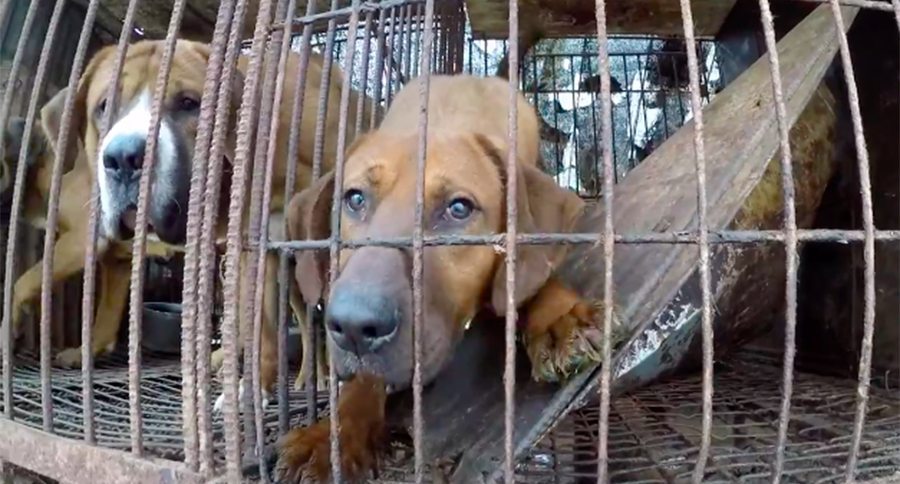 dog meat farm