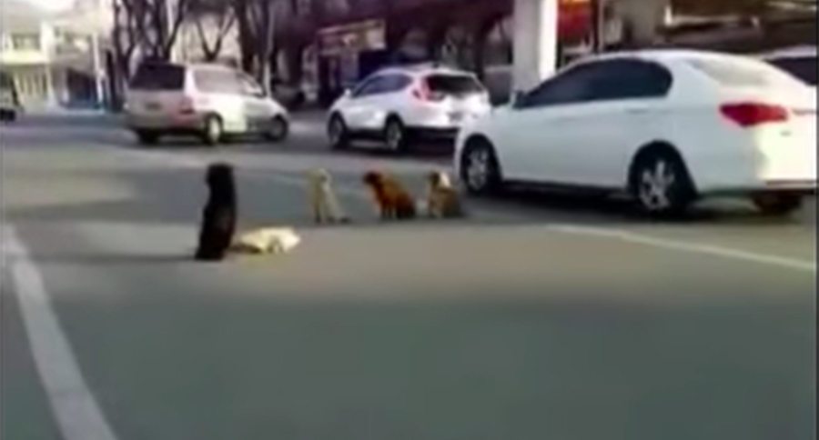 dogs