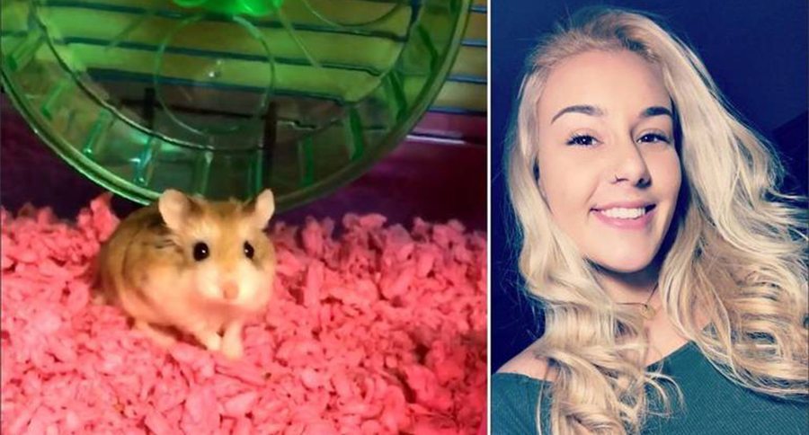 hamster flush down toilet