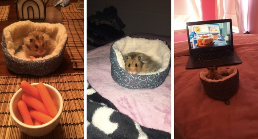 hamster