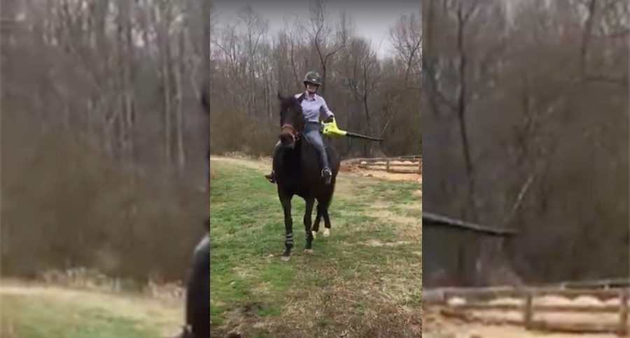 horse