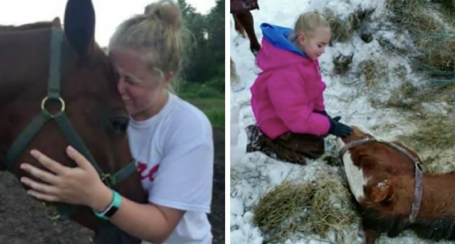 horses poisoned