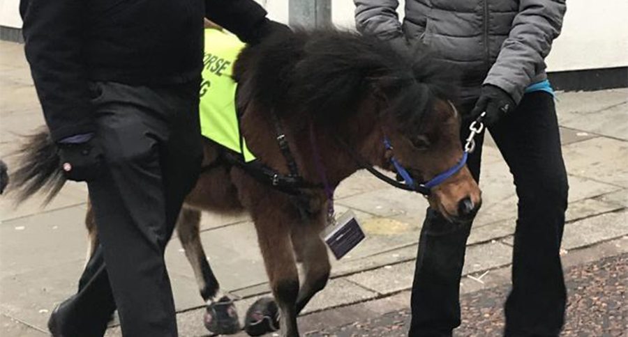 seeing eye horse