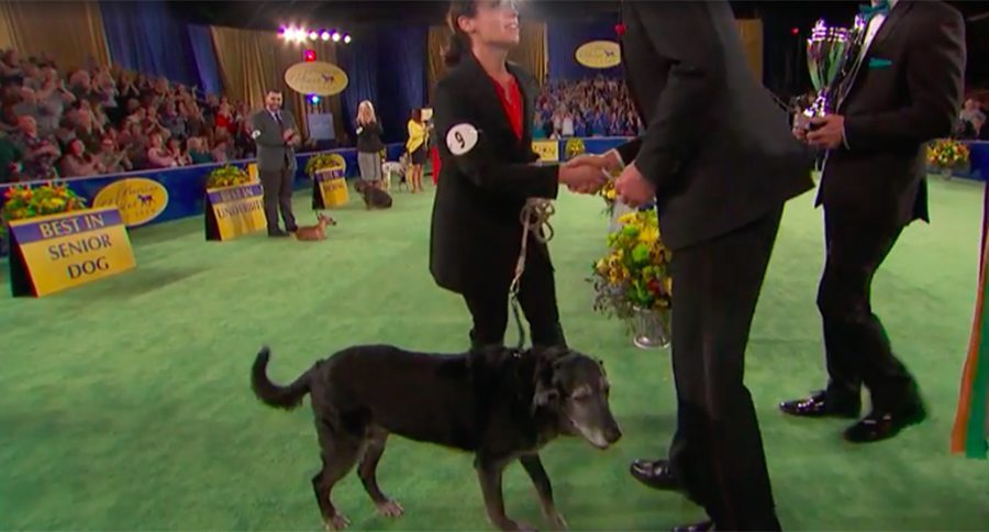 senior dog