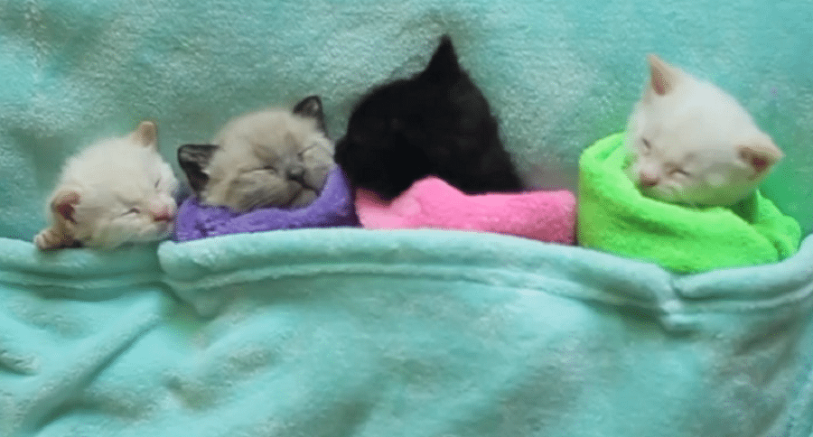 kitten purr-itos