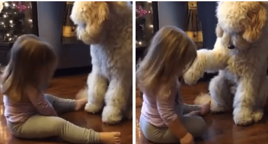little girl trains dog