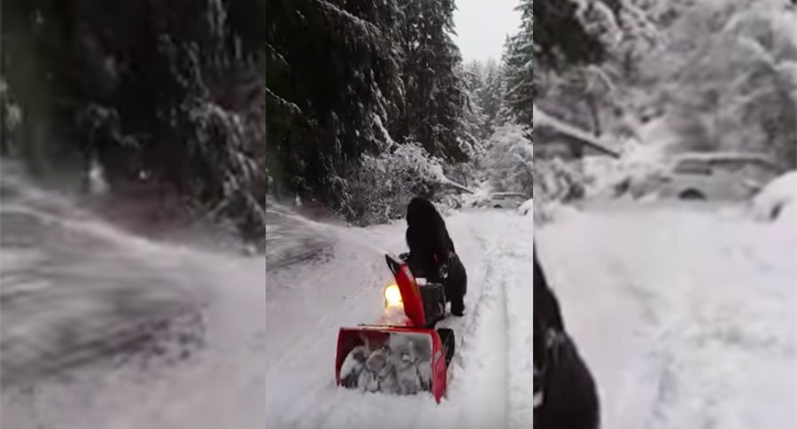 snowblowing newfie