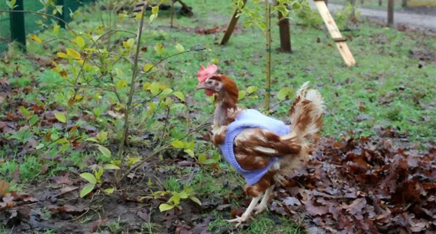 bald chickens