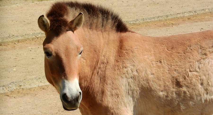 Przewalski's horse