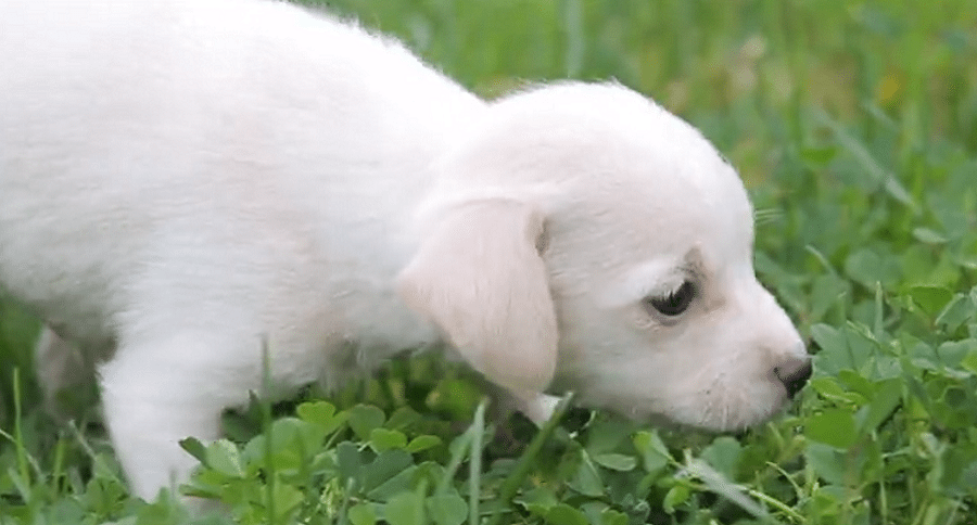 puppy experiences grass