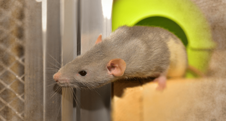 rat virus
