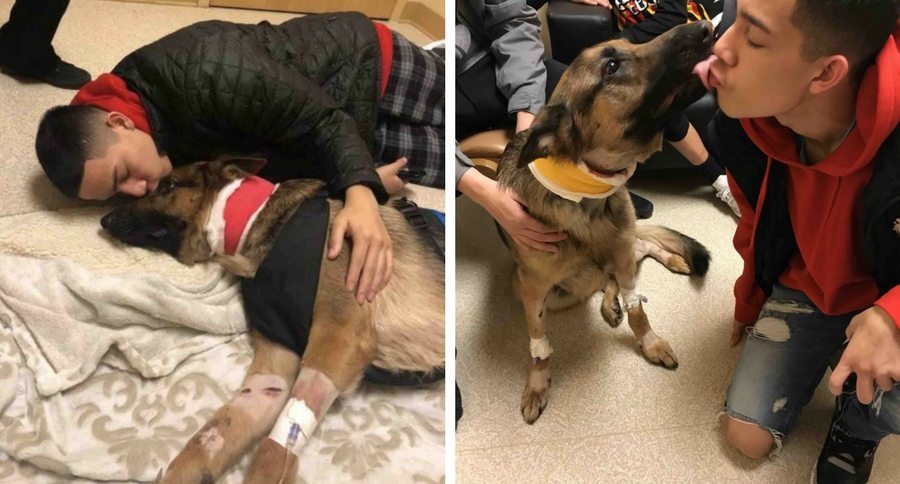 rex the hero dog