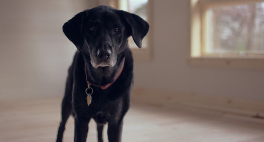Old black dog