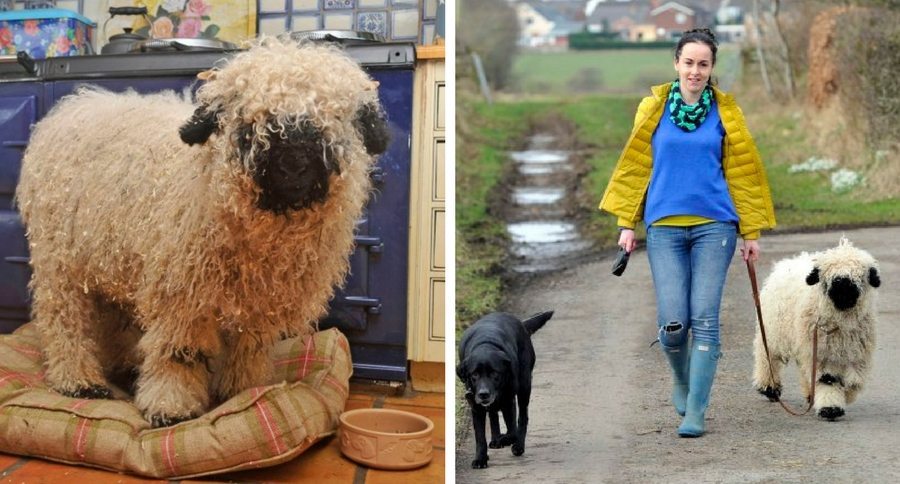 Marley the sheep