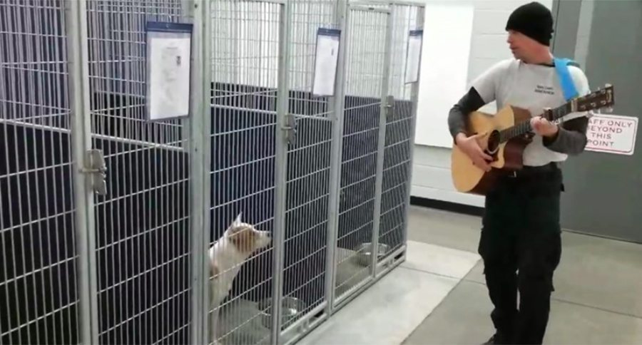 dog shelter