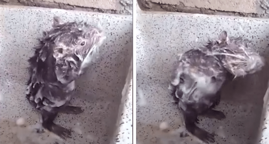 shower rat