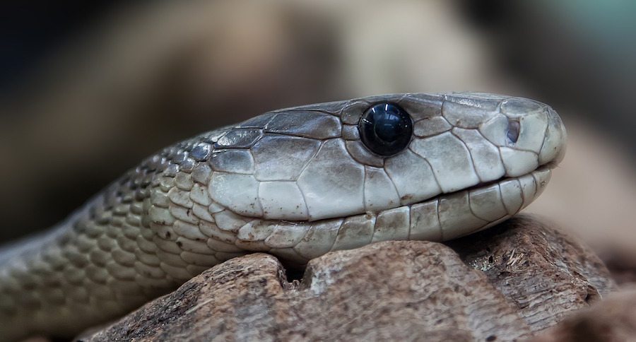snake head