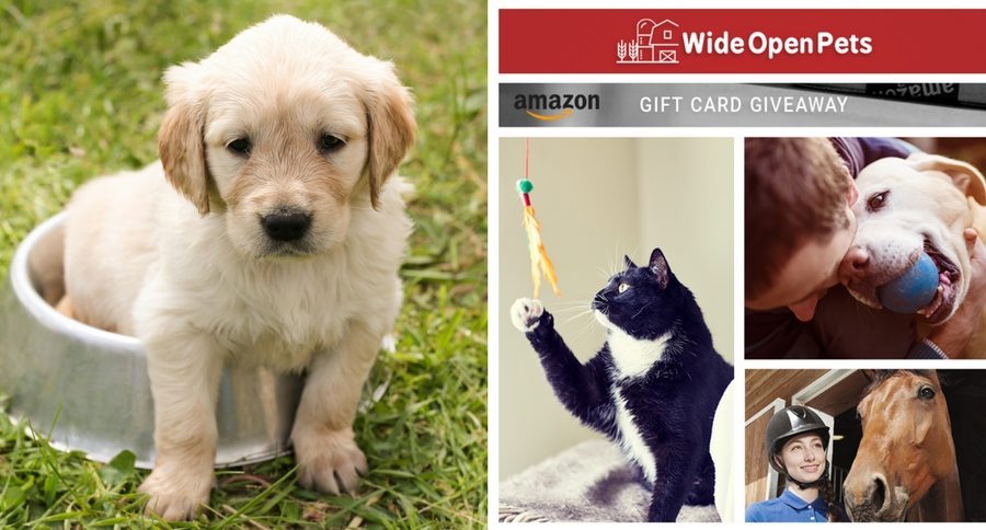Wide Open Pets survey