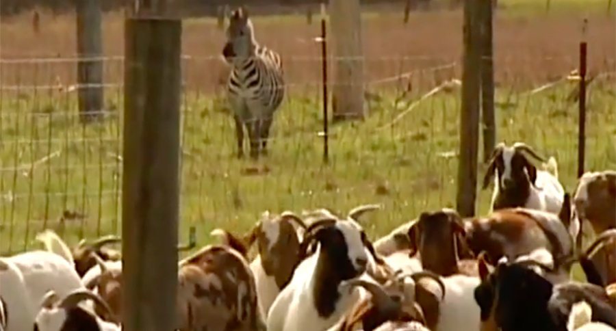 zebra and goat herd