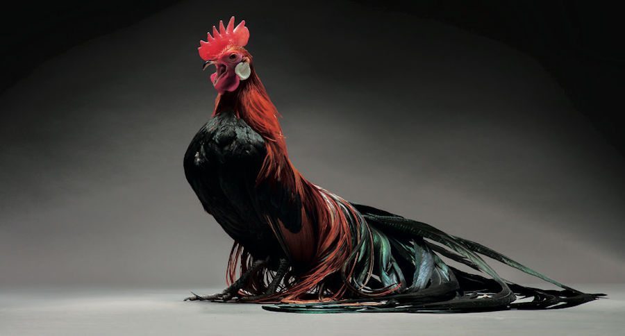 rooster