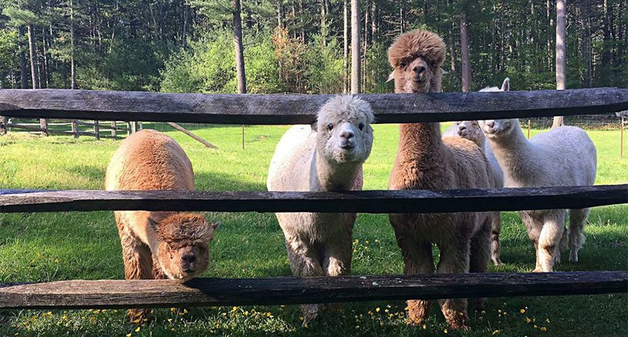 alpacas