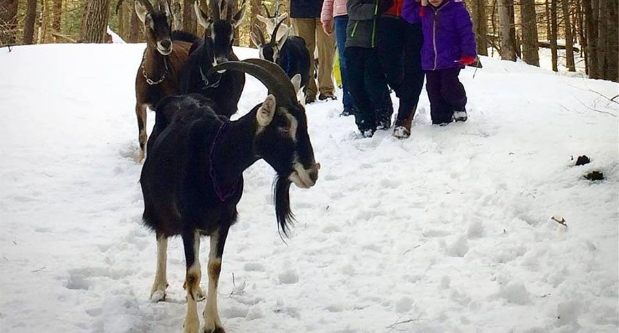 goat hike
