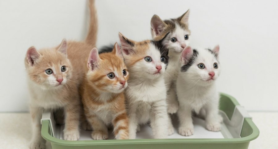 cat litter box