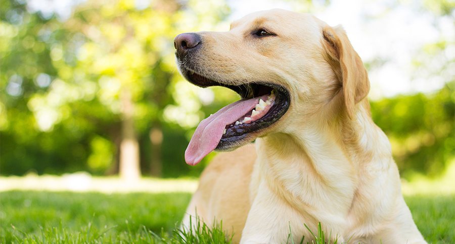 Labrador dog