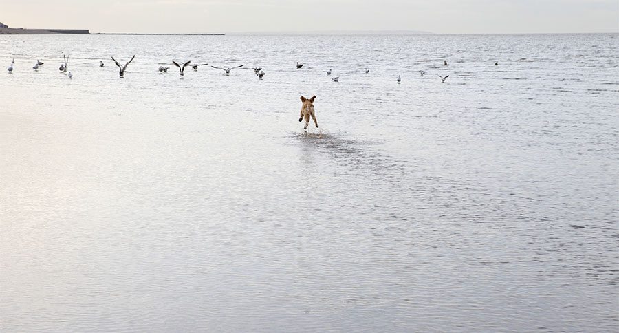 Rear view of mixed breed dog chasing birds at the ocean beach