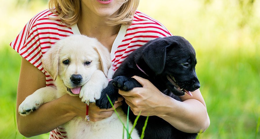 young beautiful woman with a white puppy labrador retrievers. dogs and woman. outdoor portrait. Beautiful woman playing with her dog.